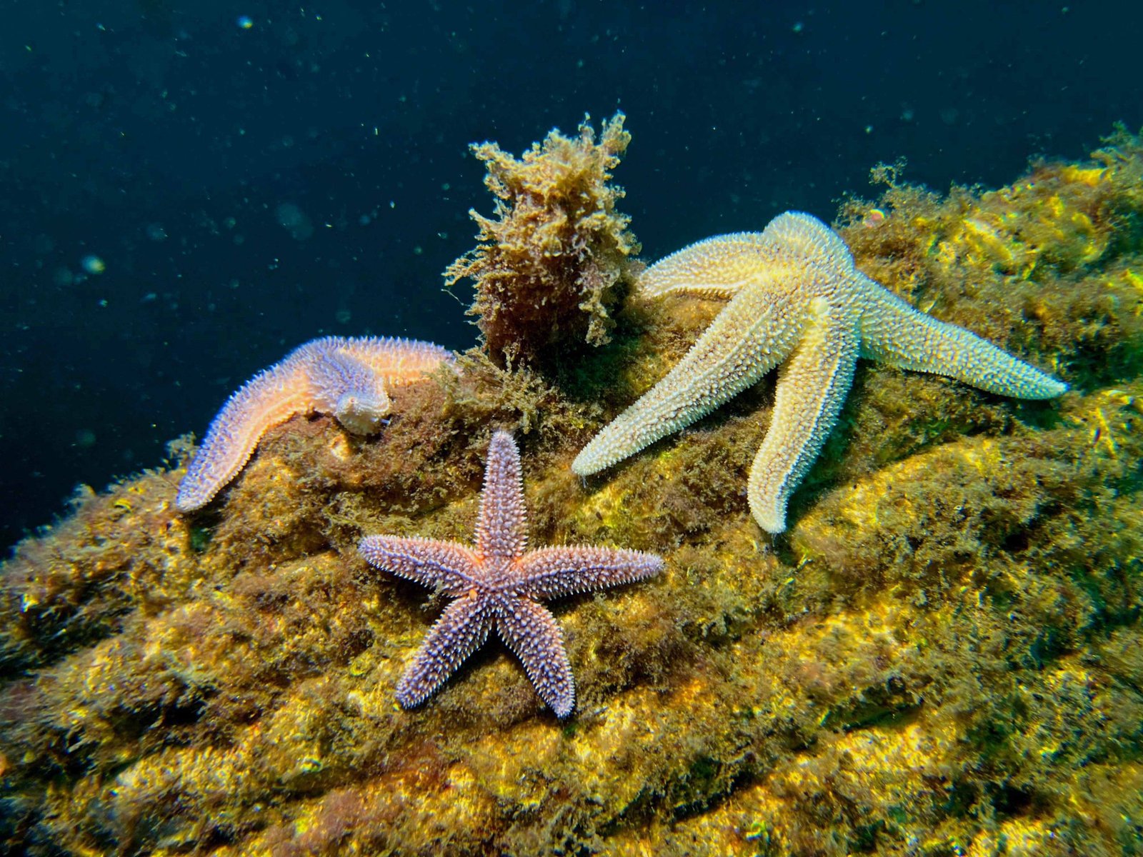 Marmara Adaları’nda deniz yaşamı canlandırılıyor